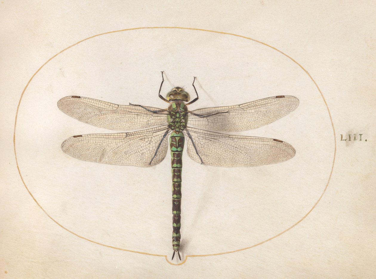 Tavola 53: Libellula del genere Hawker meridionale da Joris Hoefnagel