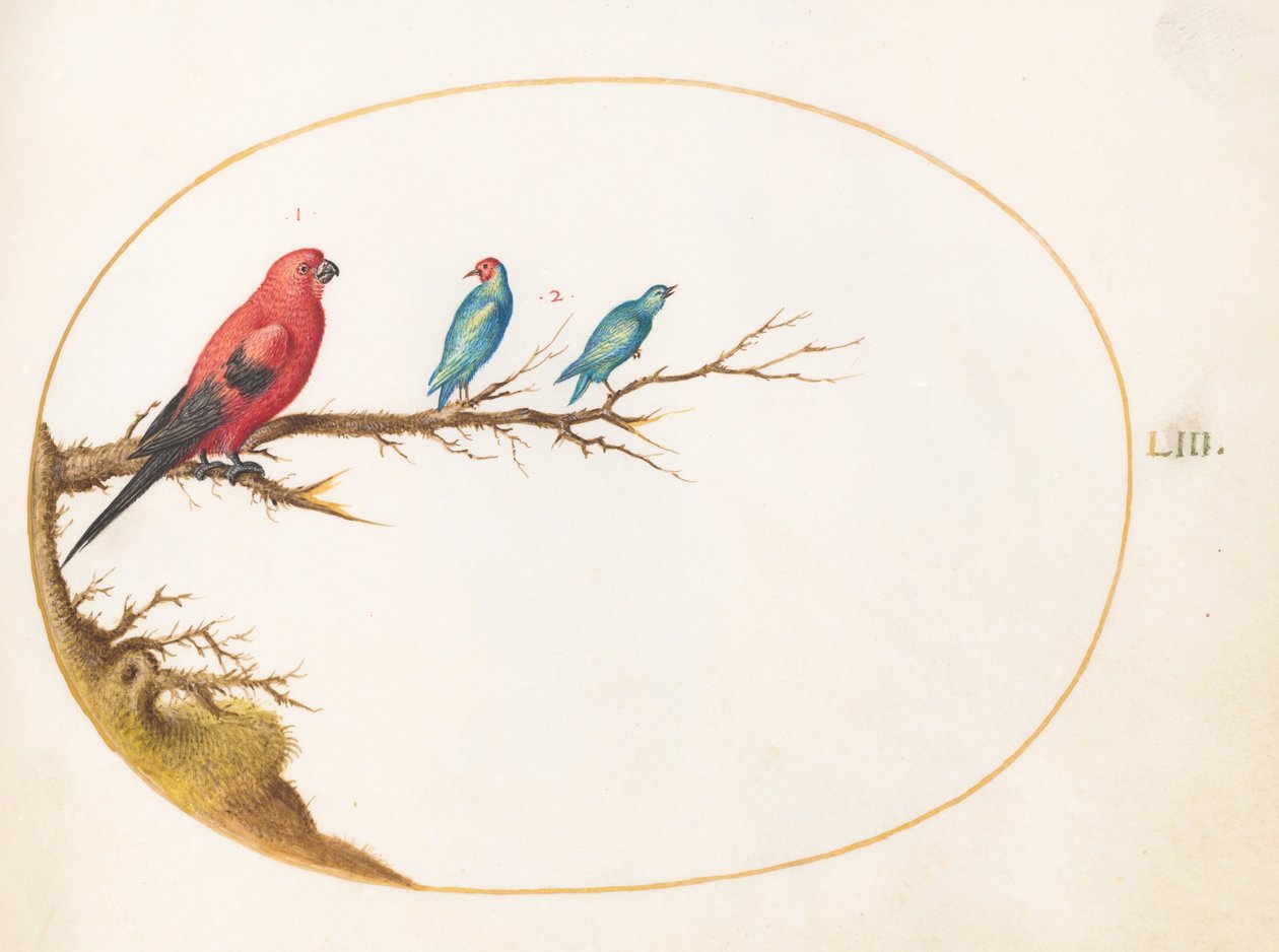Tavola 53: Tre uccelli dai colori vivaci, tra cui un tangara brasiliano() da Joris Hoefnagel