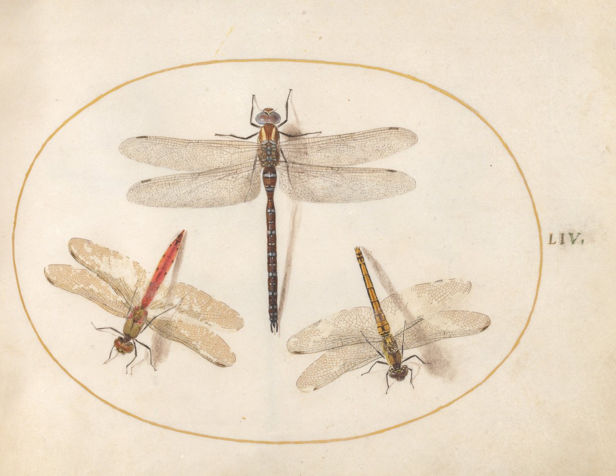 Tavola 54: Libellula pelosa e due darters da Joris Hoefnagel