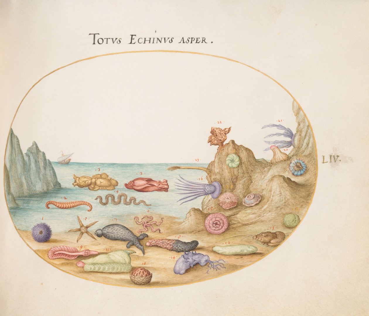 Piatto 54: Cetrioli di mare, Ricci di mare, Stelle marine, una Medusa, una "Lepre di mare" e altra vita marina da Joris Hoefnagel