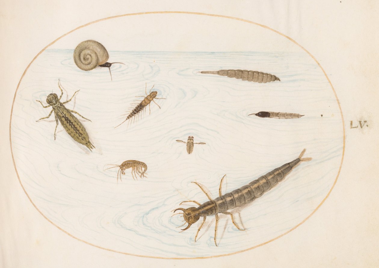 Tavola 55: insetti acquatici e invertebrati, tra cui una lumaca da Joris Hoefnagel