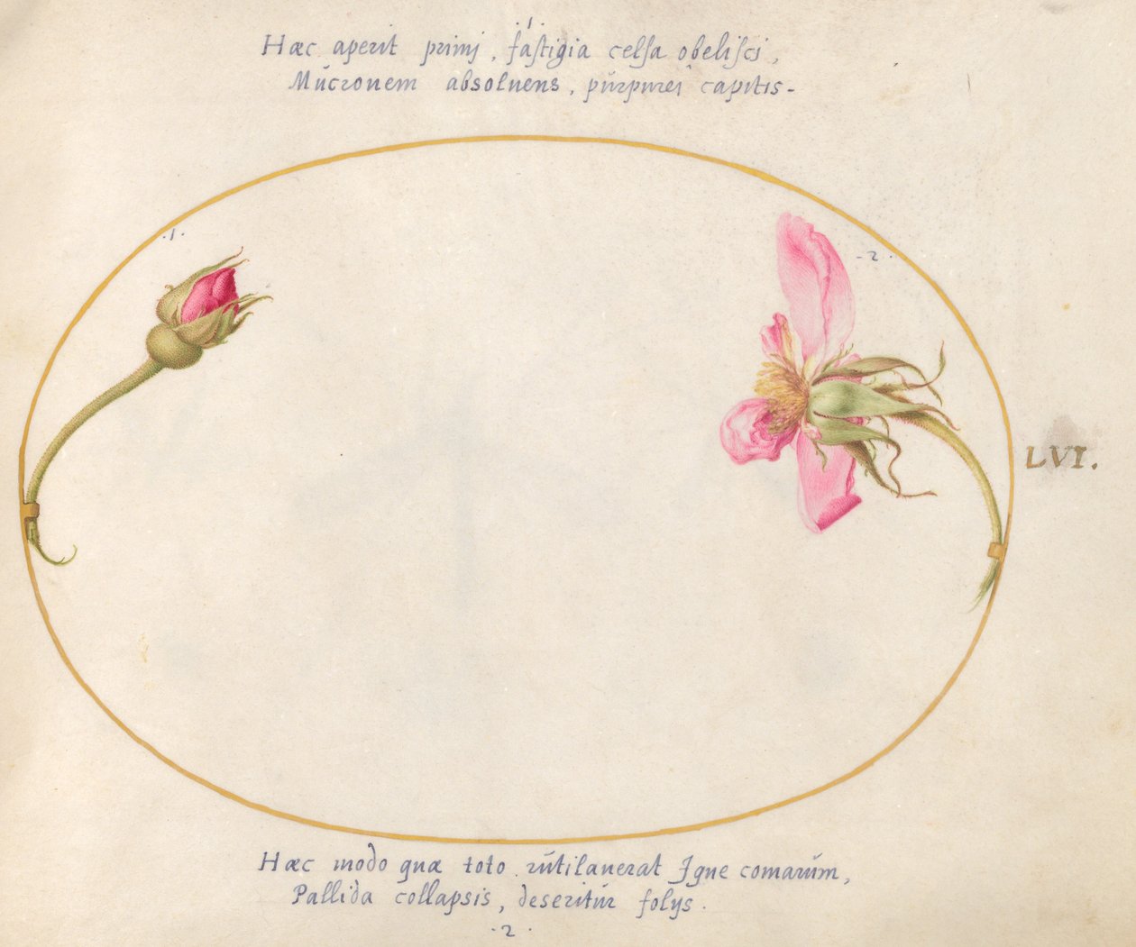 Piatto 56: Un bocciolo di rosa e una rosa rosa disintegrata da Joris Hoefnagel