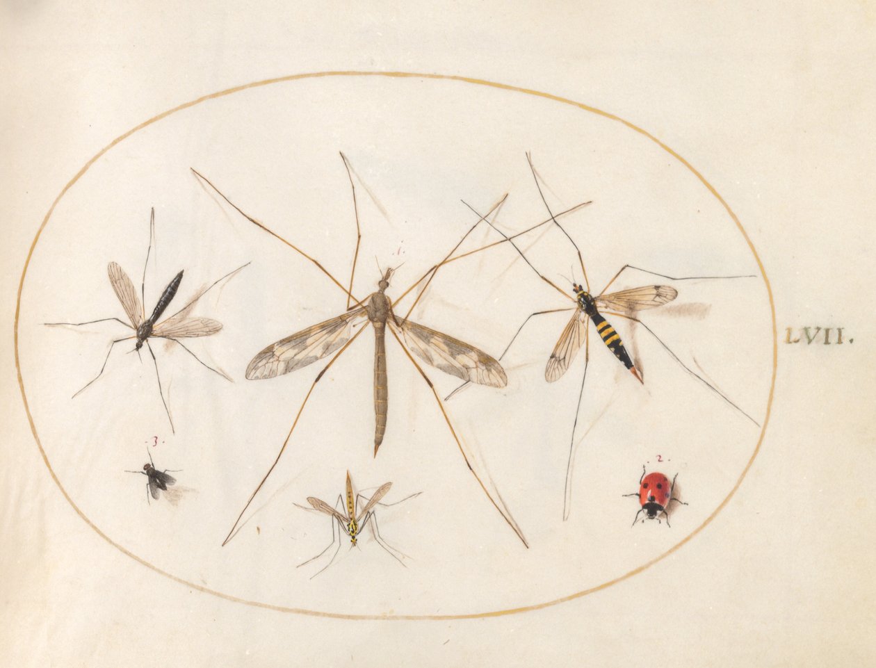 Tavola 57: Una Coccinella, una Mosca e Altri Quattro Insetti da Joris Hoefnagel