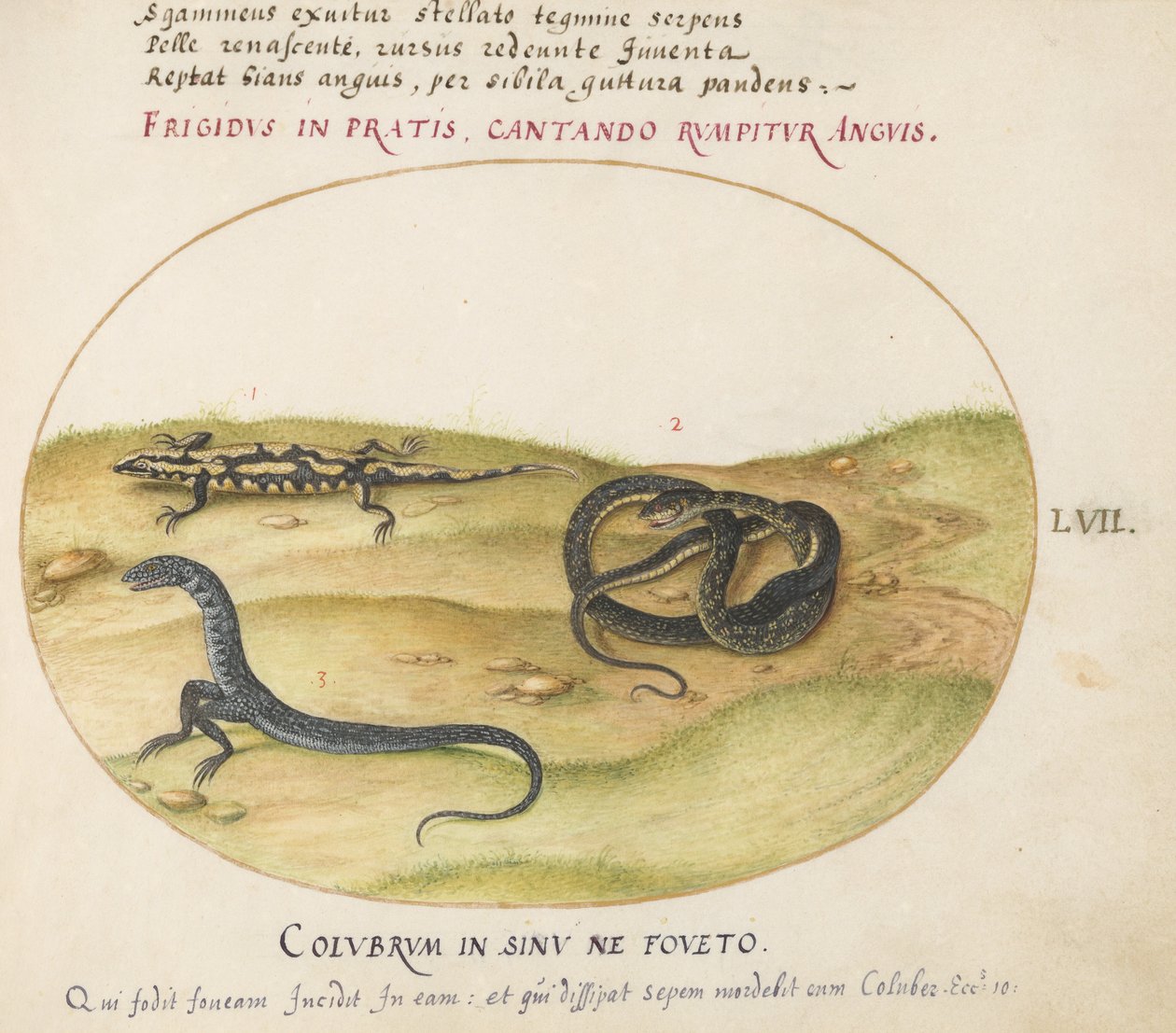 Piatto 57: Un Serpente, una Salamandra di Fuoco e una Creatura Serpentina con Due Gambe da Joris Hoefnagel