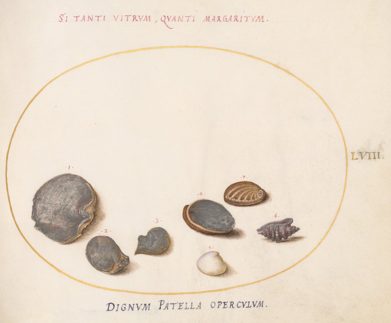 Piatto 58: Conchiglie, inclusa Abalone(?) da Joris Hoefnagel