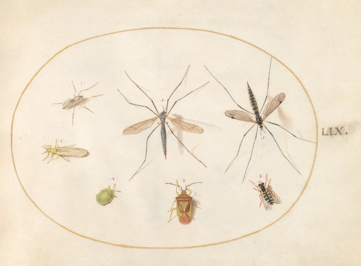 Tavola 59: Sette Insetti, Inclusi un Cimice della Biancospino, Tipule e un Sirfide da Joris Hoefnagel