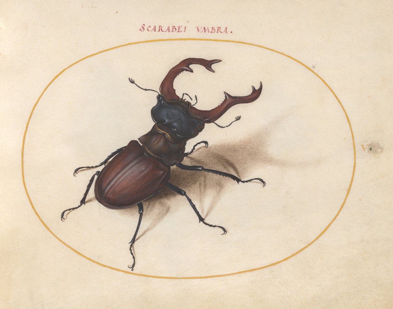 Tavola 5: cervo volante da Joris Hoefnagel