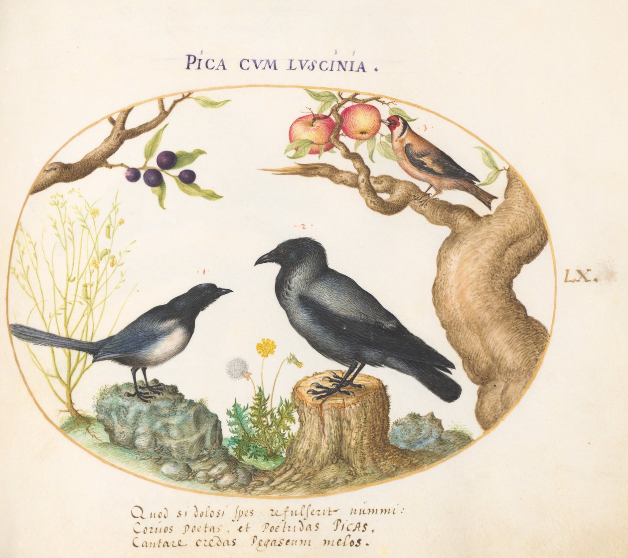 Tavola 60: Gazza, corvo e cardellino da Joris Hoefnagel