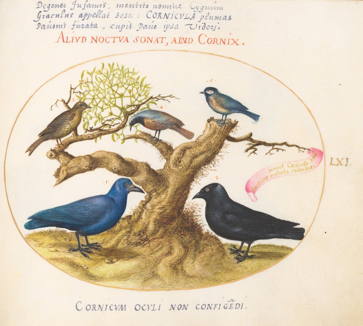 Tafel 61: Blaue Krähe (?), Dohle, Meise und andere Vögel da Joris Hoefnagel