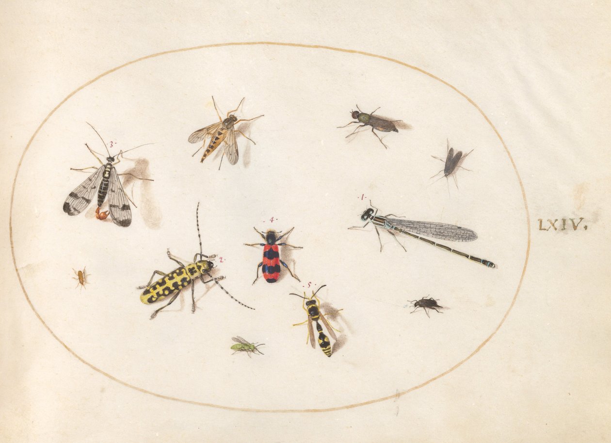 Tavola 64: Undici insetti, tra cui una libellula e un coleottero longicorno da Joris Hoefnagel
