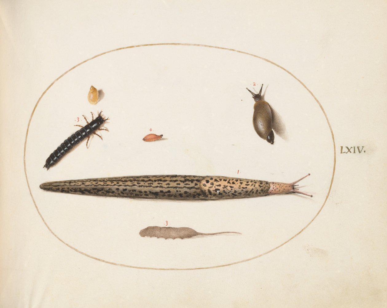 Tavola 64: Limaccia leopardo, larva di carabide, una larva di mosca e altre creature da Joris Hoefnagel