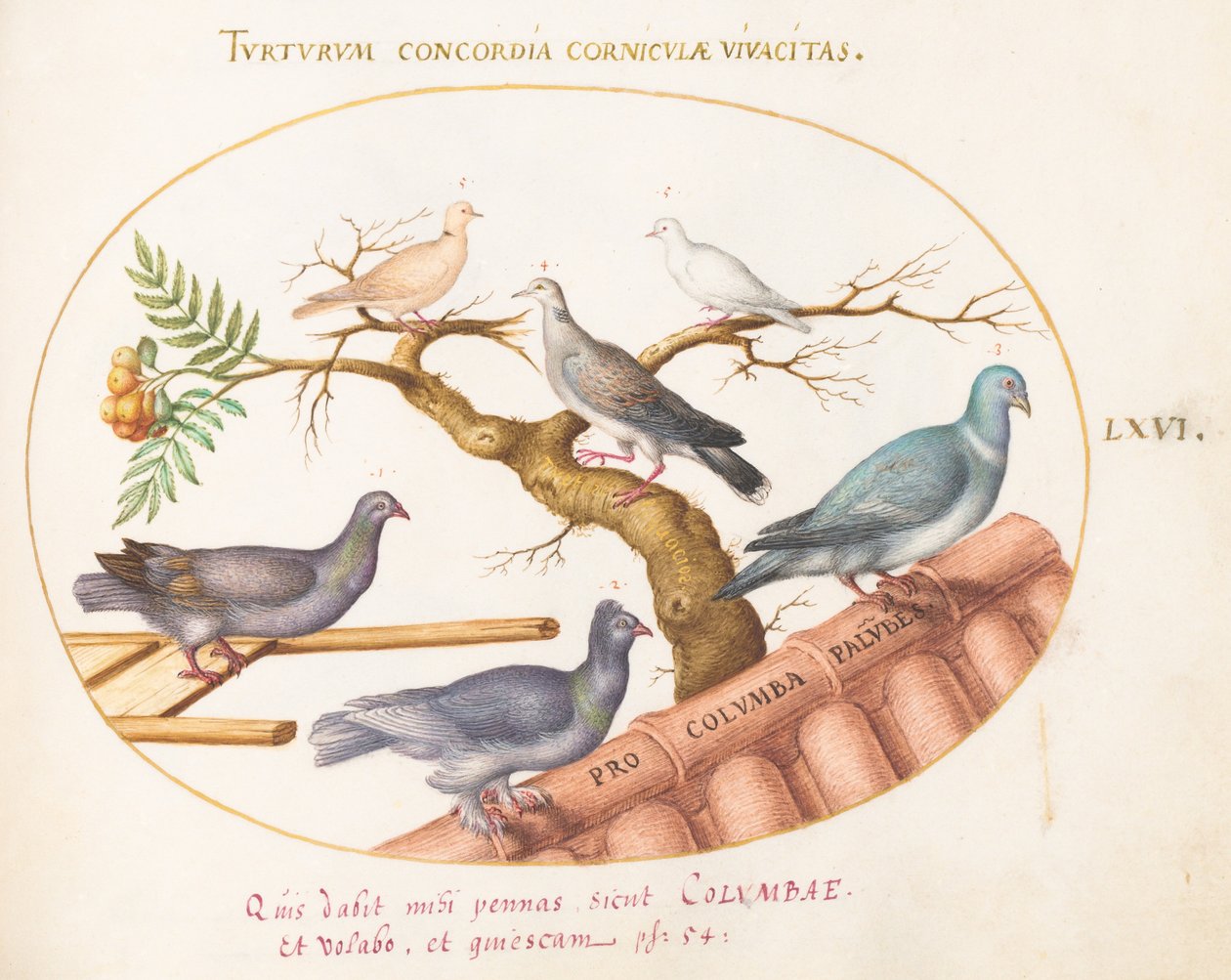 Tavola 66: Colombe e piccioni da Joris Hoefnagel