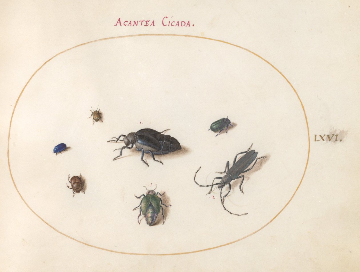 Tavola 66: Due Coleotteri dell