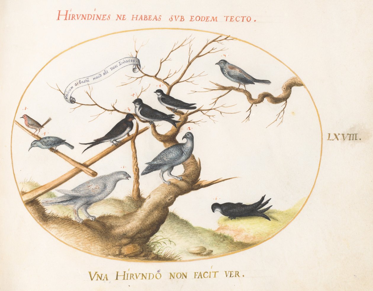 Tavola 68: Un Pernice Bianca, Rondini e Altri Uccelli da Joris Hoefnagel
