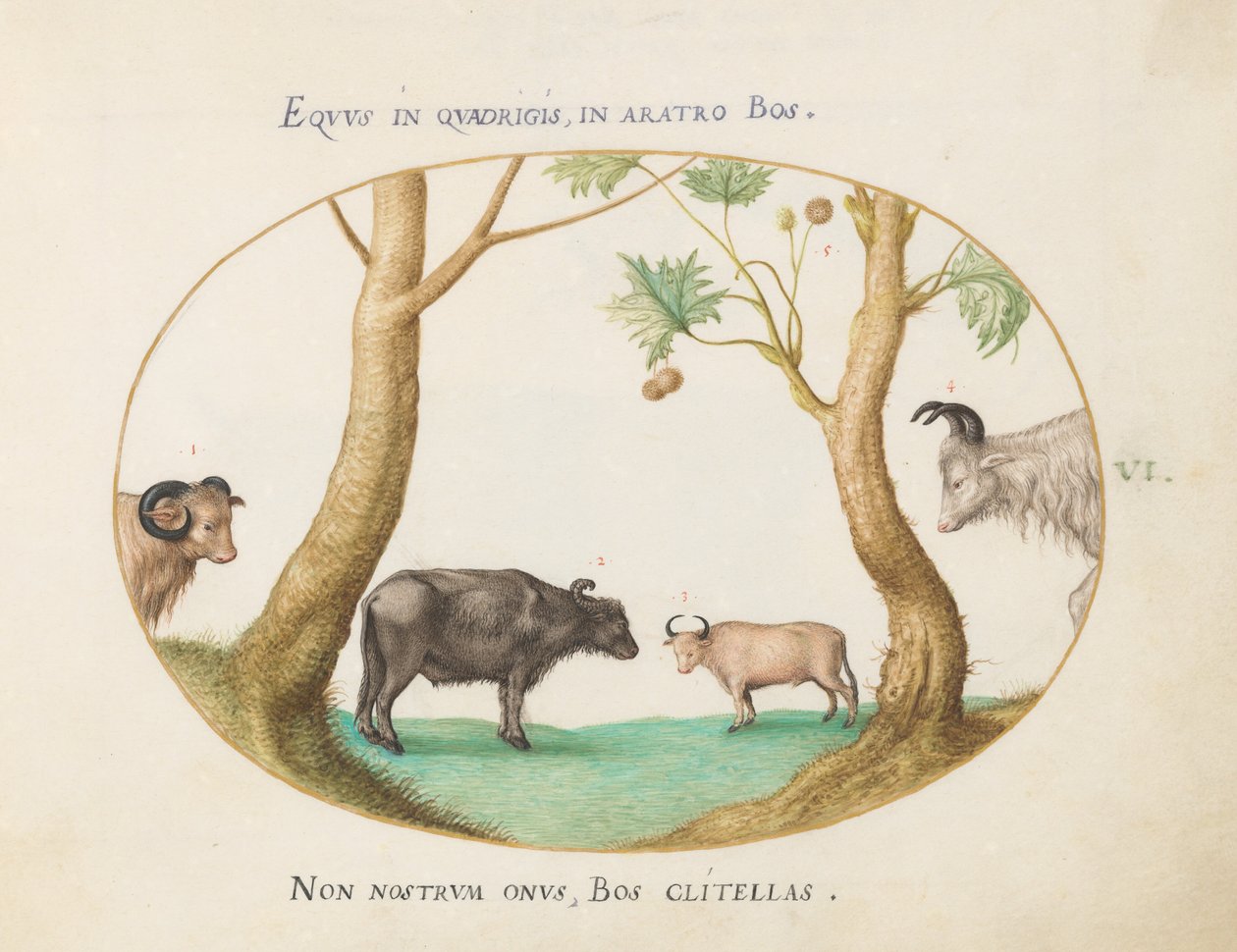Tavola 6: Una Varietà di Buoi con un Ariete e un Bufalo d