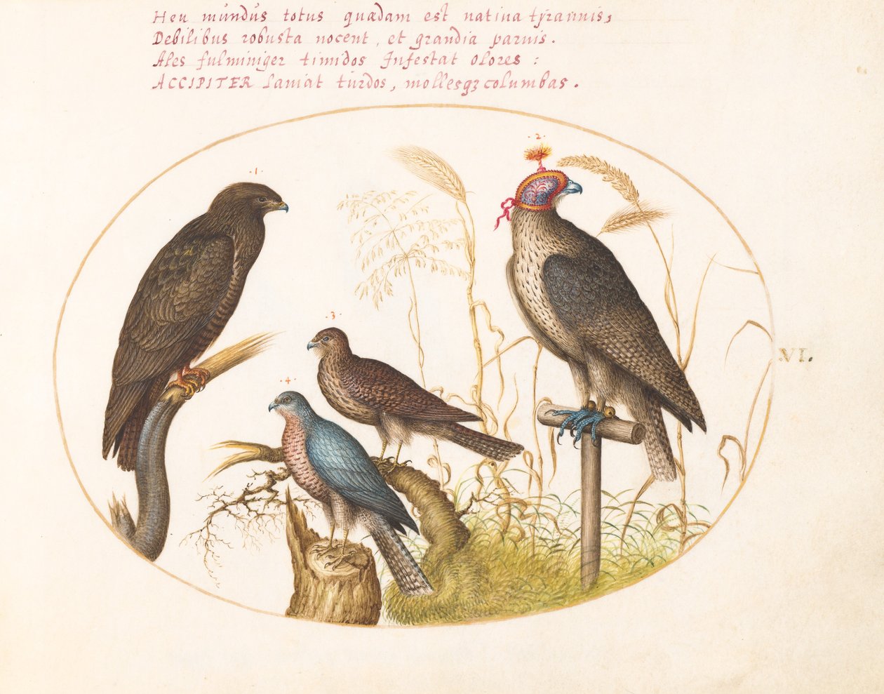 Tavola 6: Quattro uccelli rapaci, incluso un falco sparviero(?) da Joris Hoefnagel
