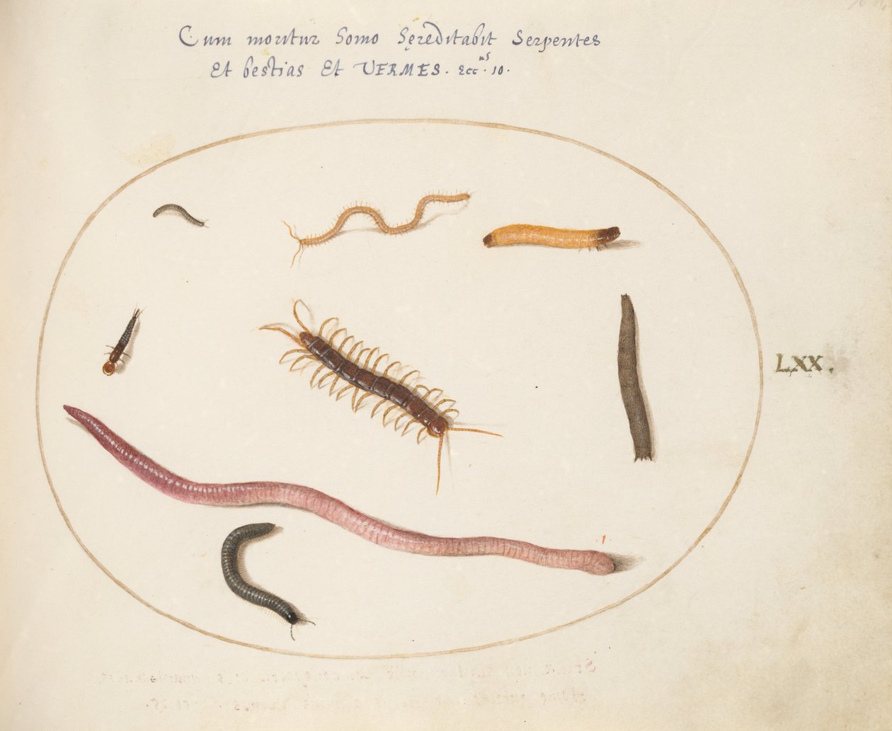 Tavola 70: Verme, centopiedi, millepiedi e altre creature lunghe da Joris Hoefnagel