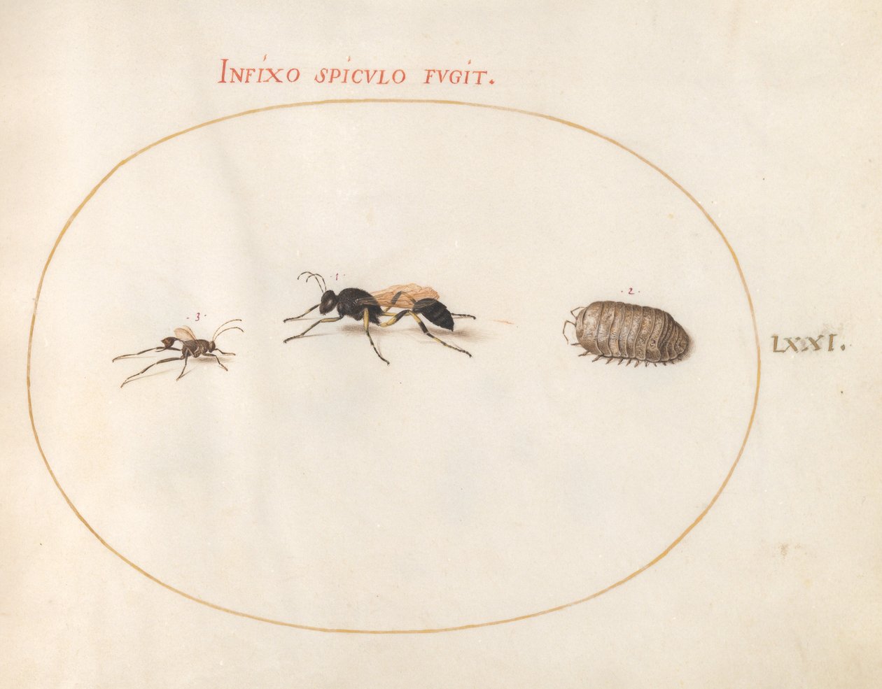 Tavola 71: Due vespe e un porcellino di terra da Joris Hoefnagel