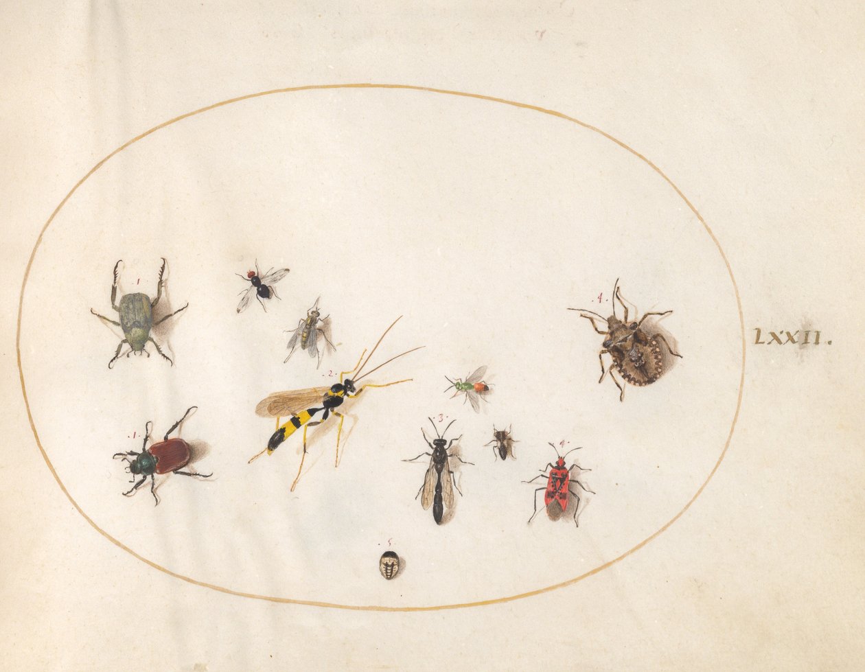 Piatto 72: Cimice, Cimice della cannella, Vespa e altri insetti da Joris Hoefnagel