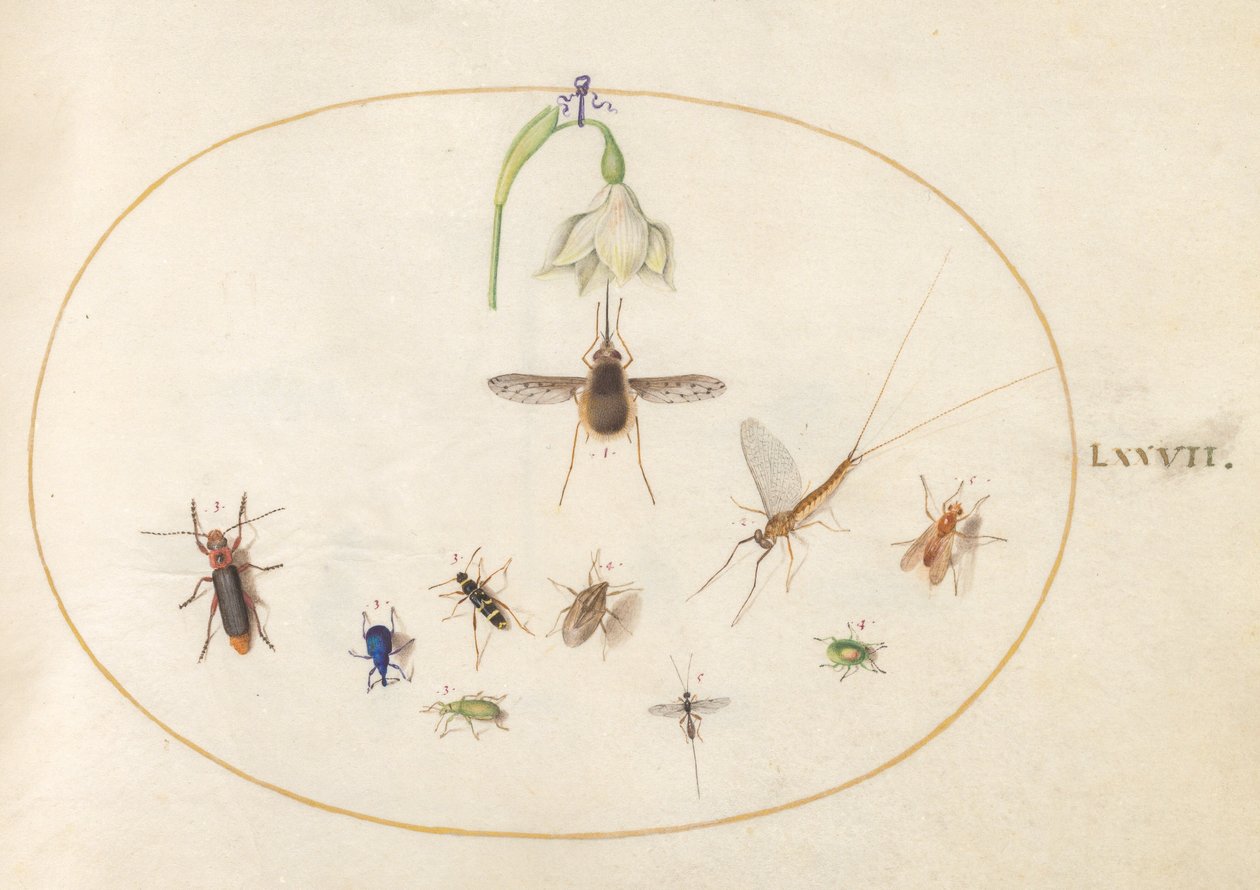 Tavola 77: Sfinge colibrì con un fiore bianco, punteruoli blu e verdi e altri insetti da Joris Hoefnagel
