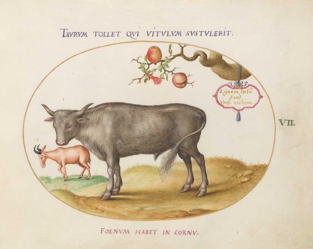 Tavola 7: Un toro e un animale con le corna da Joris Hoefnagel