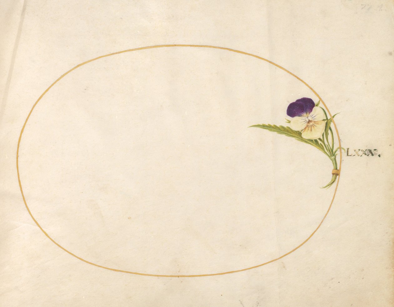 Tavola 80: Viola viola e gialla da Joris Hoefnagel
