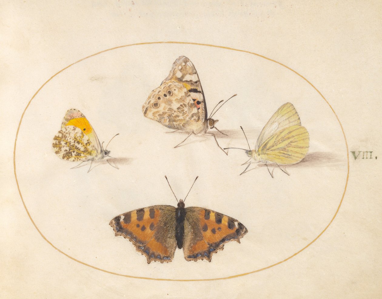 Tavola 8: Farfalle Orange Tip, Painted Lady, Southern Small White e Small Tortoiseshell da Joris Hoefnagel