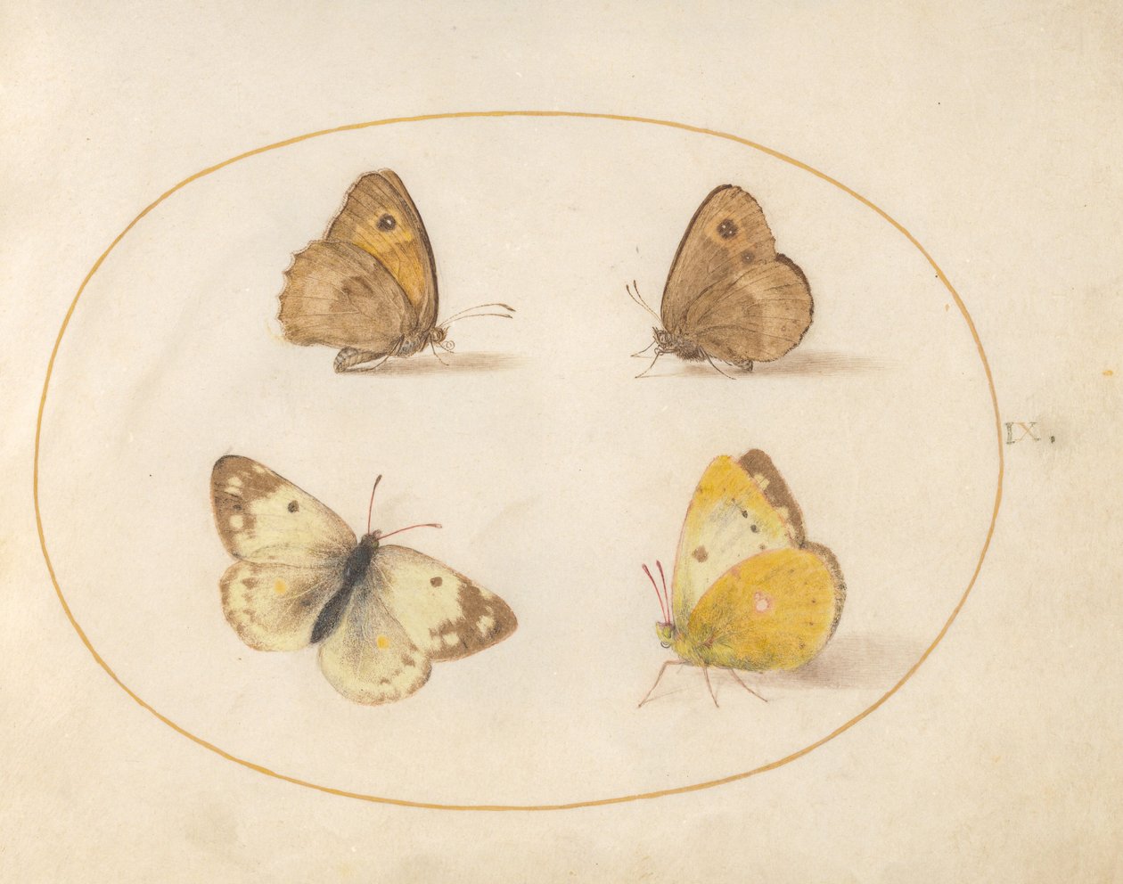 Tavola 9: Farfalle Meadow Brown, Gatekeeper, Clouded Yellow e Bath White da Joris Hoefnagel