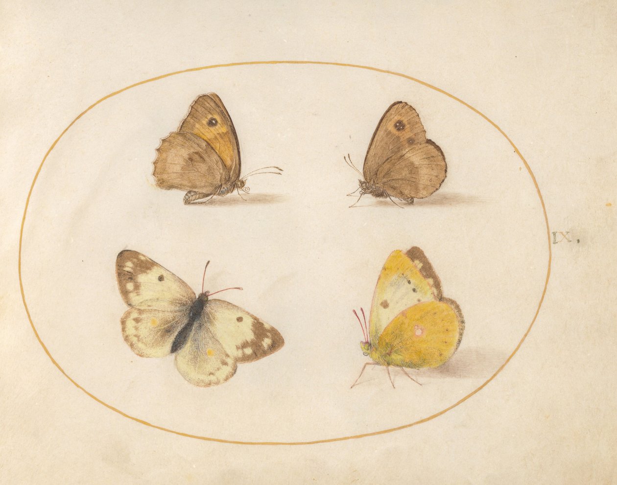 Tavola 9: Maniola jurtina, Pyronia tithonus, Colias croceus e Pontia daplidice da Joris Hoefnagel