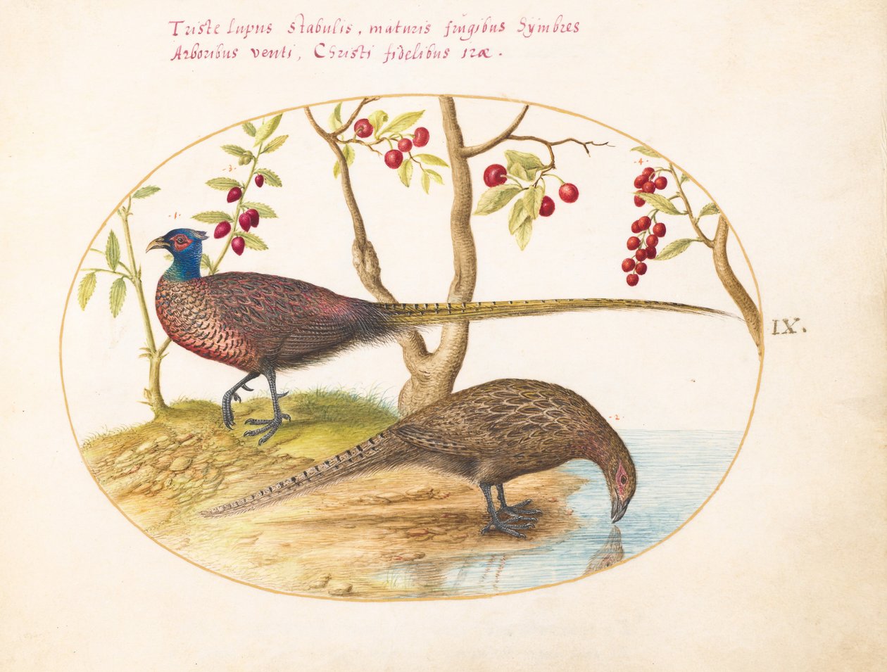Tavola 9: due fagiani con piante fruttifere da Joris Hoefnagel