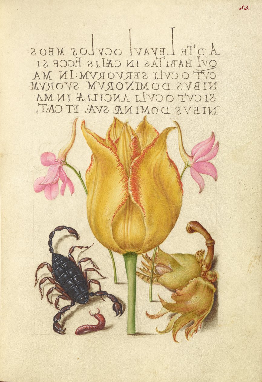 Allodola, Tulipano, Scorpione, Millepiedi e Filiberto europeo da Joris Hoefnagel