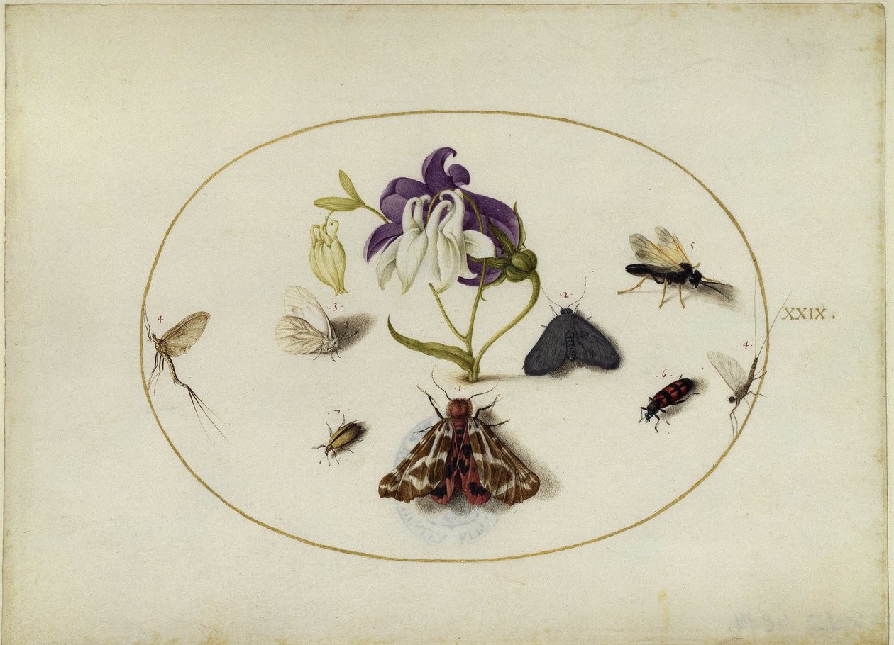Farfalle su un aquilegia, foglio XXIX da Joris Hoefnagel