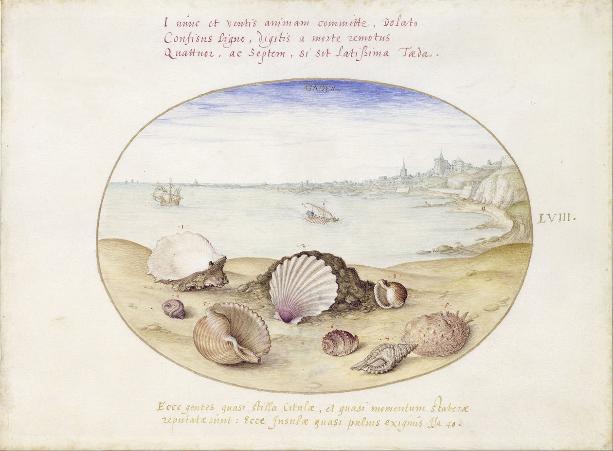 Conchiglie e vista su Cadice da Joris Hoefnagel
