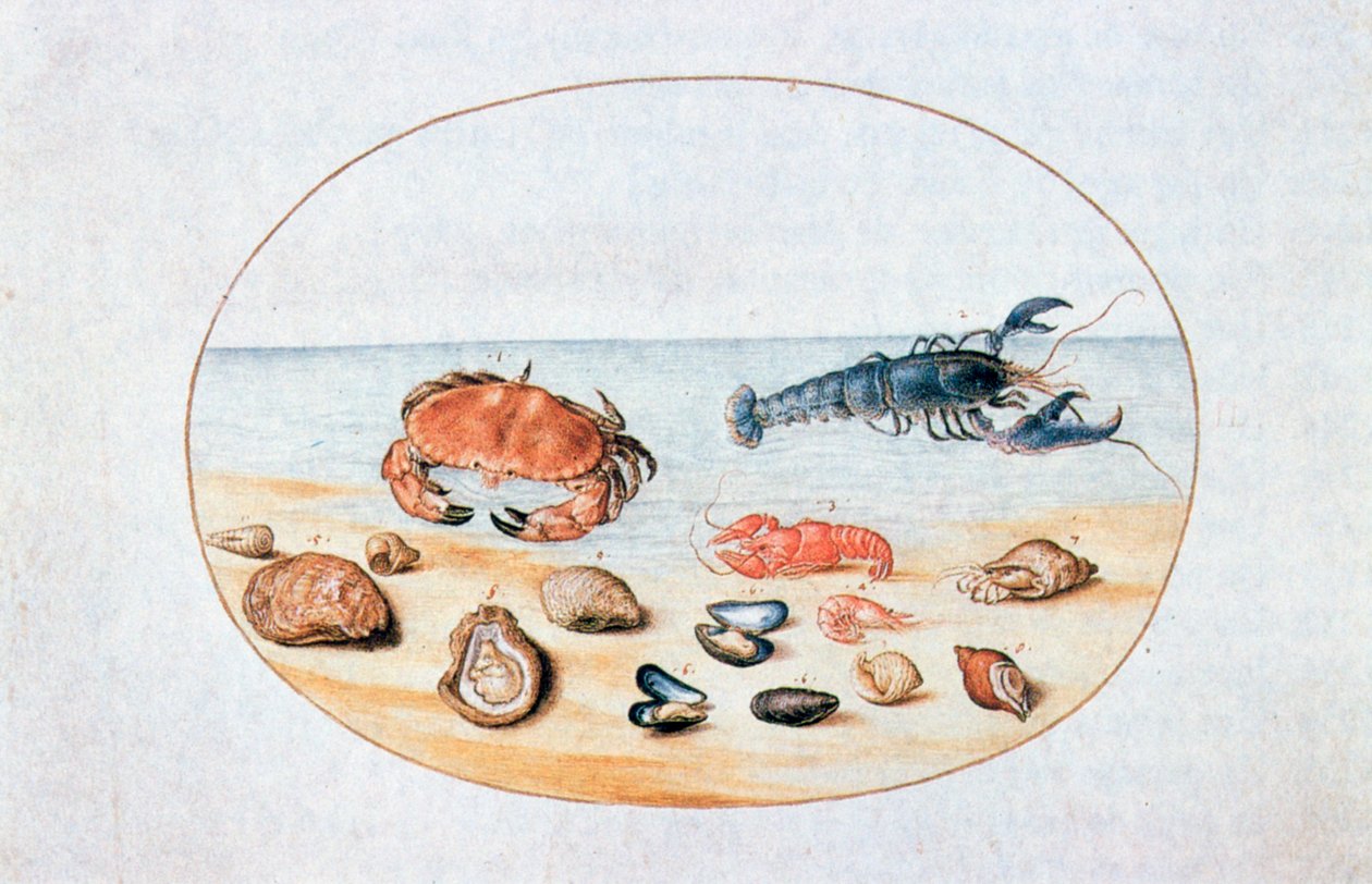 Conchiglie e molluschi, XVI secolo da Joris Hoefnagel