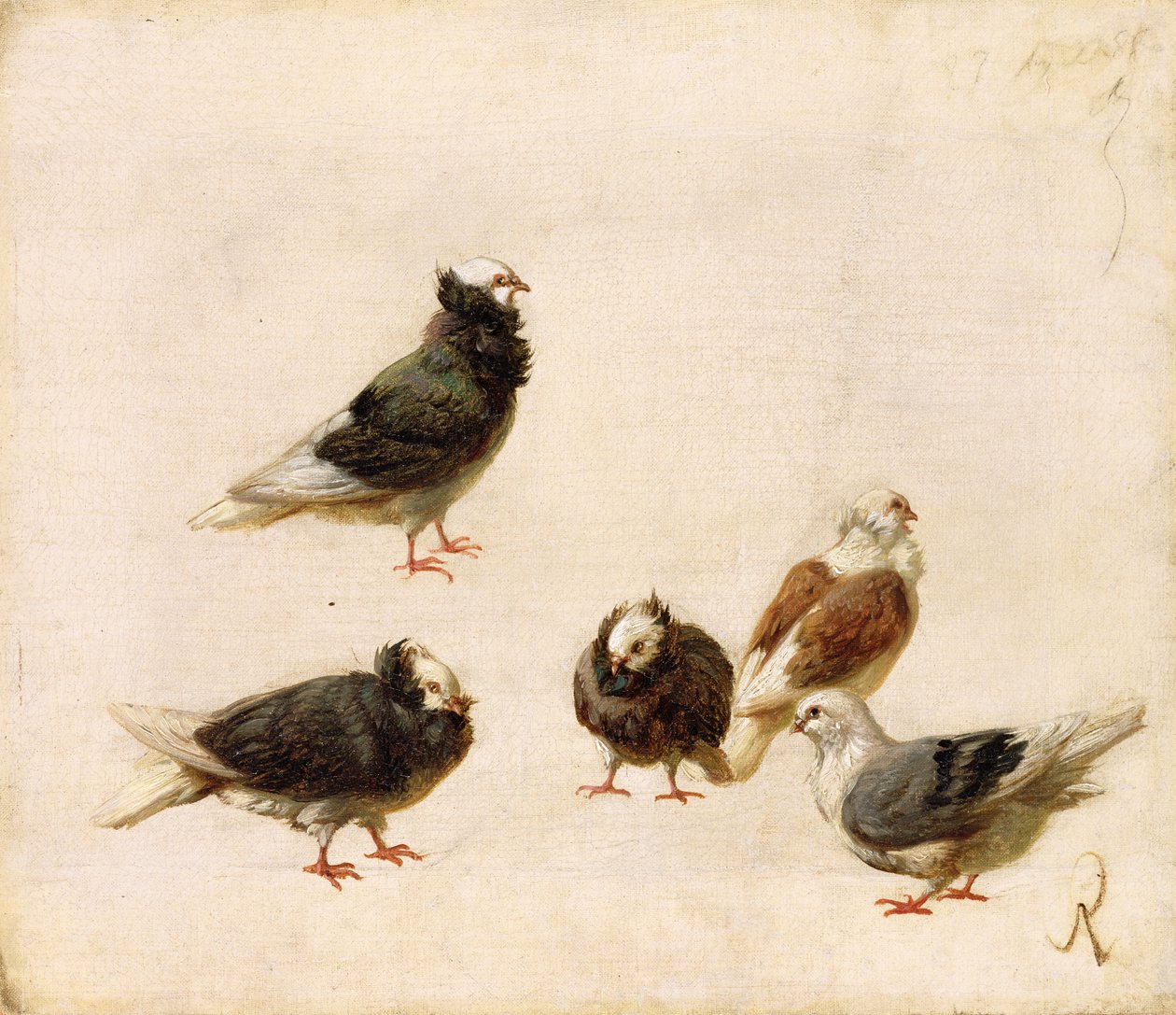 Piccioni, 1888 da Jose Ruiz Blasco