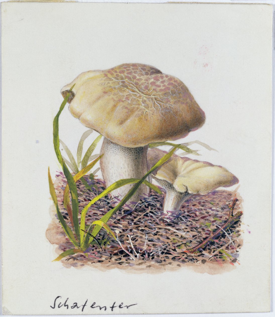 Studio di funghi da Josef Fleischmann