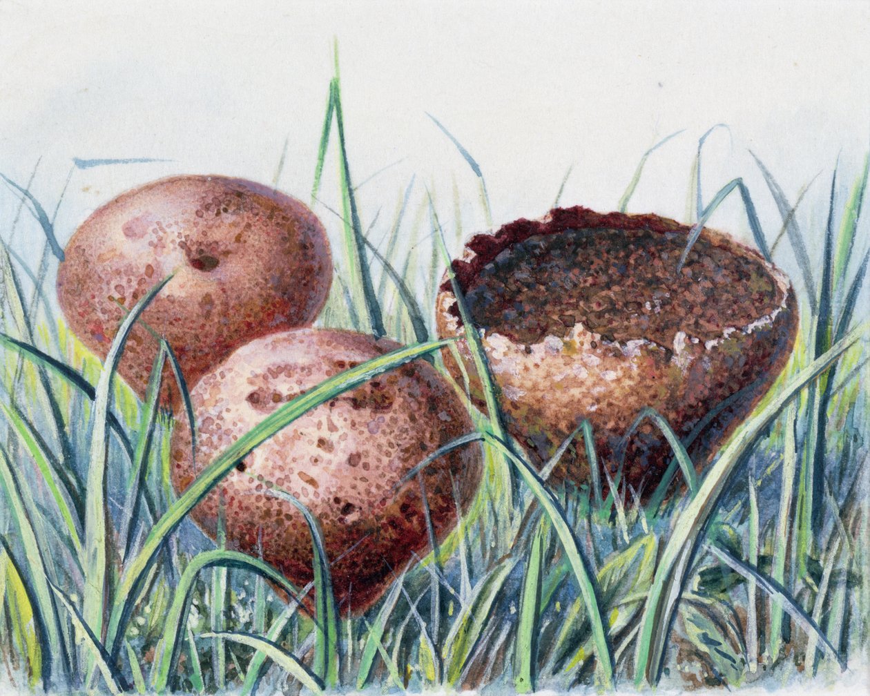 Studio di fungo da Josef Fleischmann