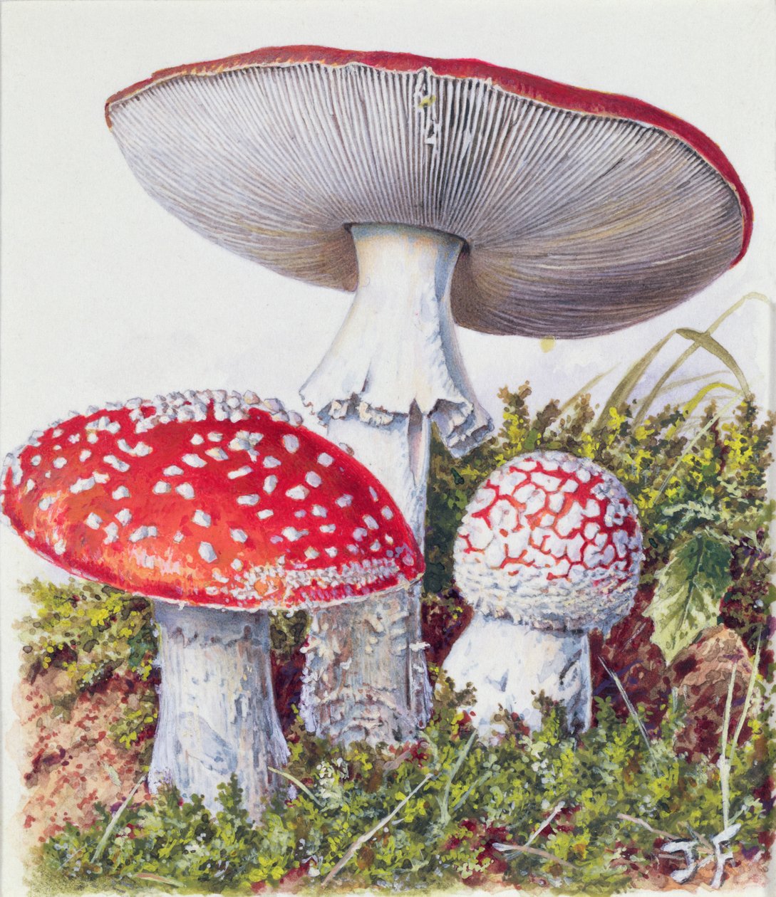 Studio di fungo da Josef Fleischmann