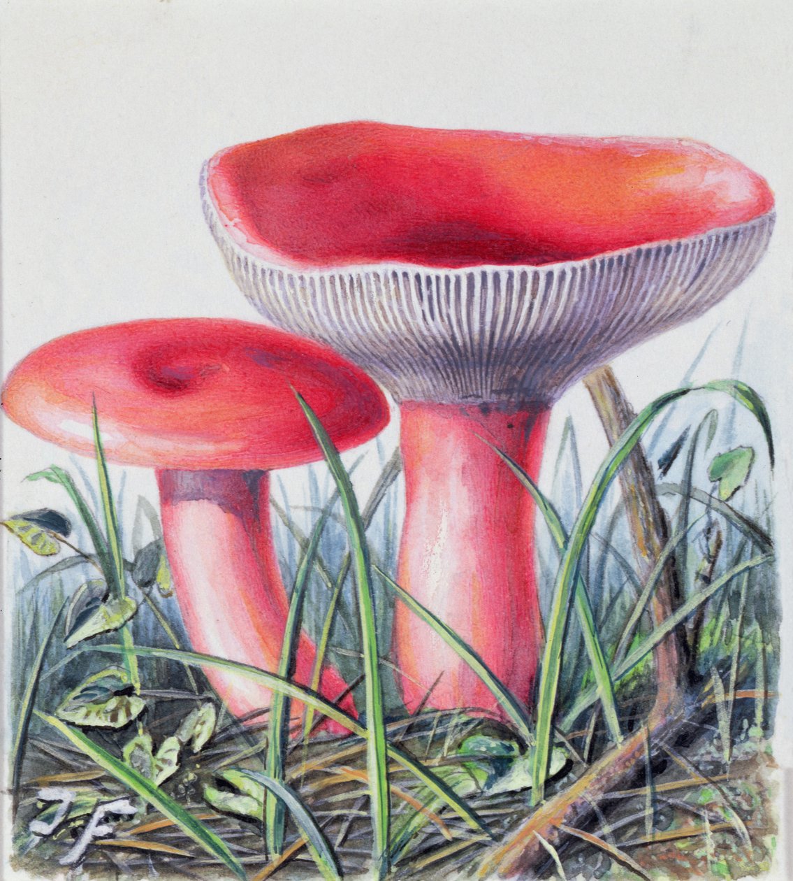 Studio di funghi da Josef Fleischmann