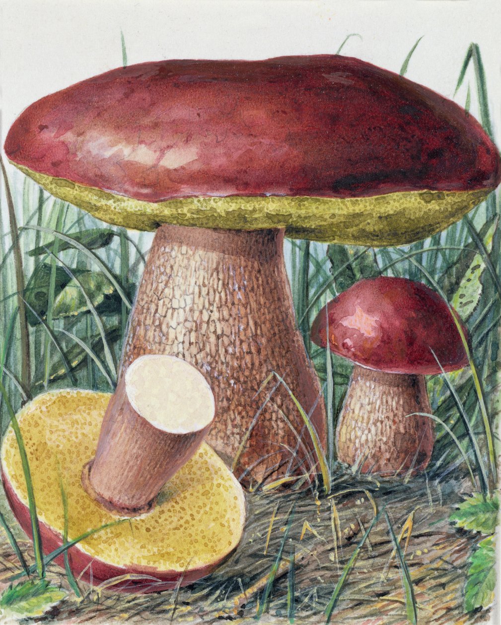 Studio di fungo da Josef Fleischmann