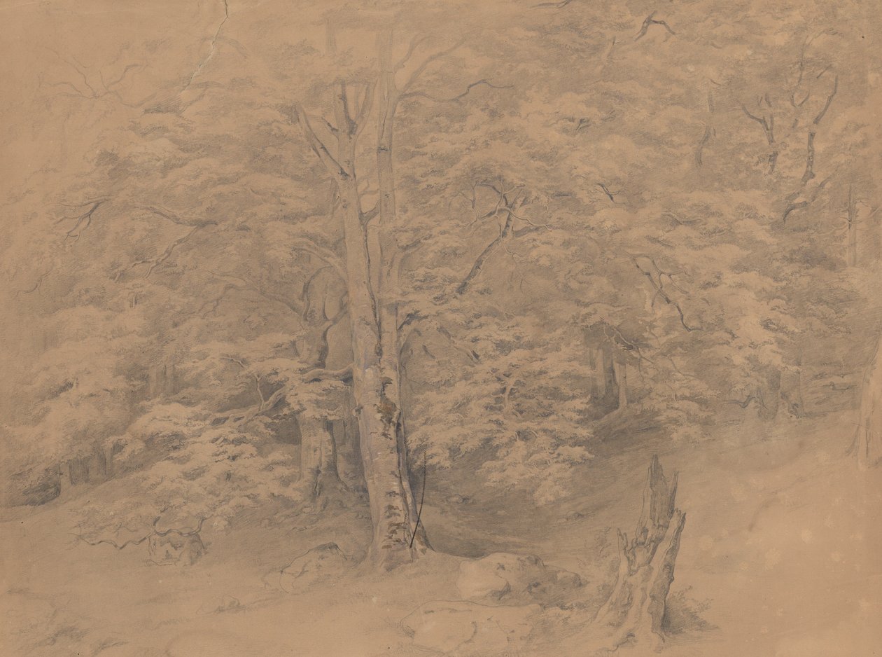 Studio sugli alberi da Josef Kriehuber