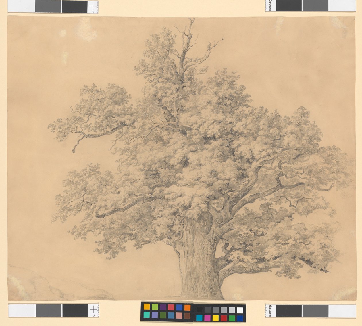 Studio sugli alberi da Josef Kriehuber