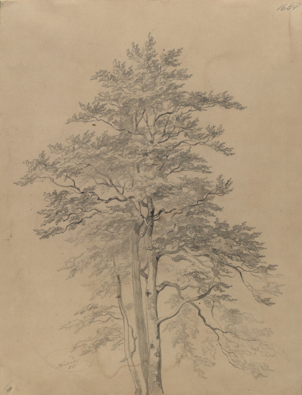 Studio di un albero da Josef Kriehuber