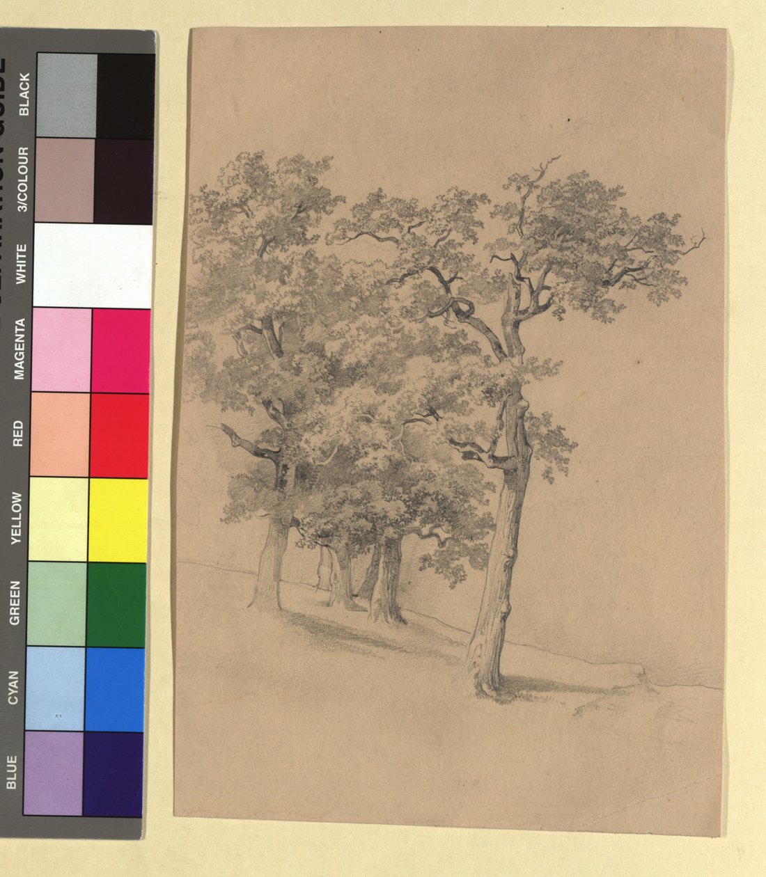 Studio di albero da Josef Kriehuber