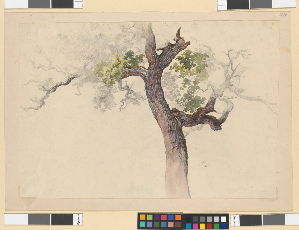 Studio di un albero da Josef Kriehuber