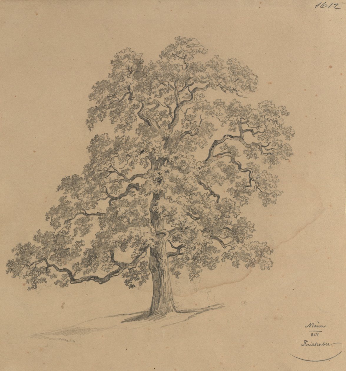 Studio sugli alberi condotto a Mauer da Josef Kriehuber