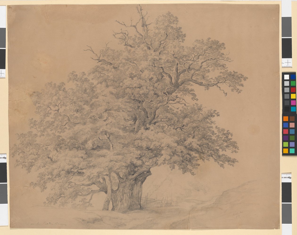 Il grande albero del Prater da Josef Kriehuber
