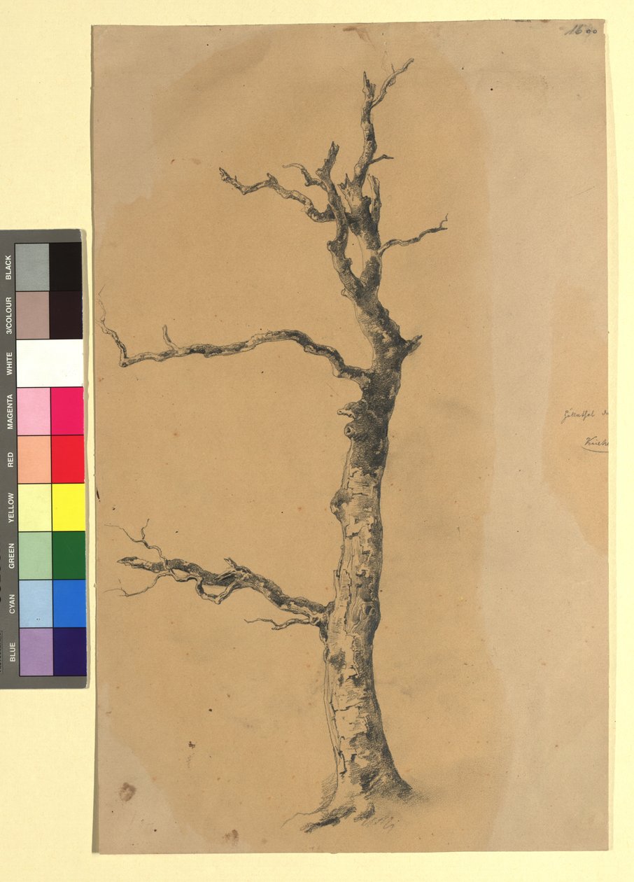 Studie eines kahlen Baumes da Josef Kriehuber