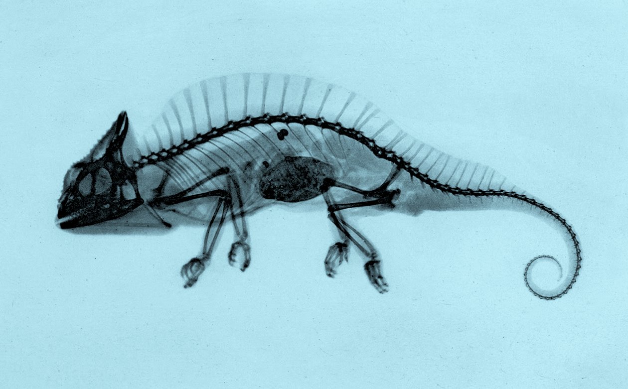 Radiografia storica di un camaleonte crestato (Trioceros cristatus) 1896 (foto) da Josef Maria Eder