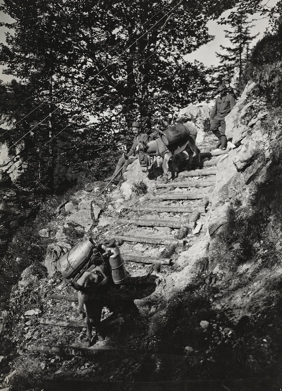 Album "Meine weltkriegs - Erinnerungen South-West Front (Carinzia, Italia, Trentino-Alto Adige) 31/03/1915-12/11/1918 - Josef Zohles Wien": muli dell